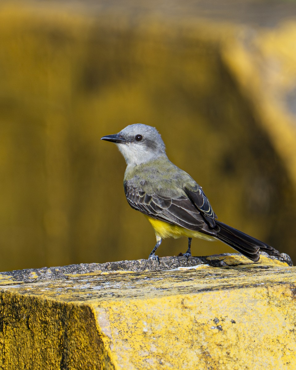 Tropical Kingbird - ML646599880