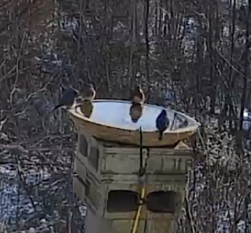 Eastern Bluebird - ML646599881