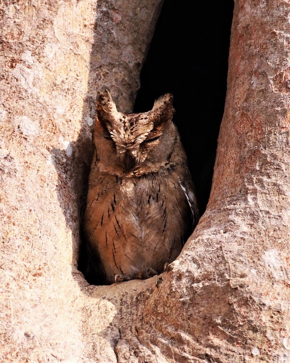 インドオオコノハズク - ML646599882