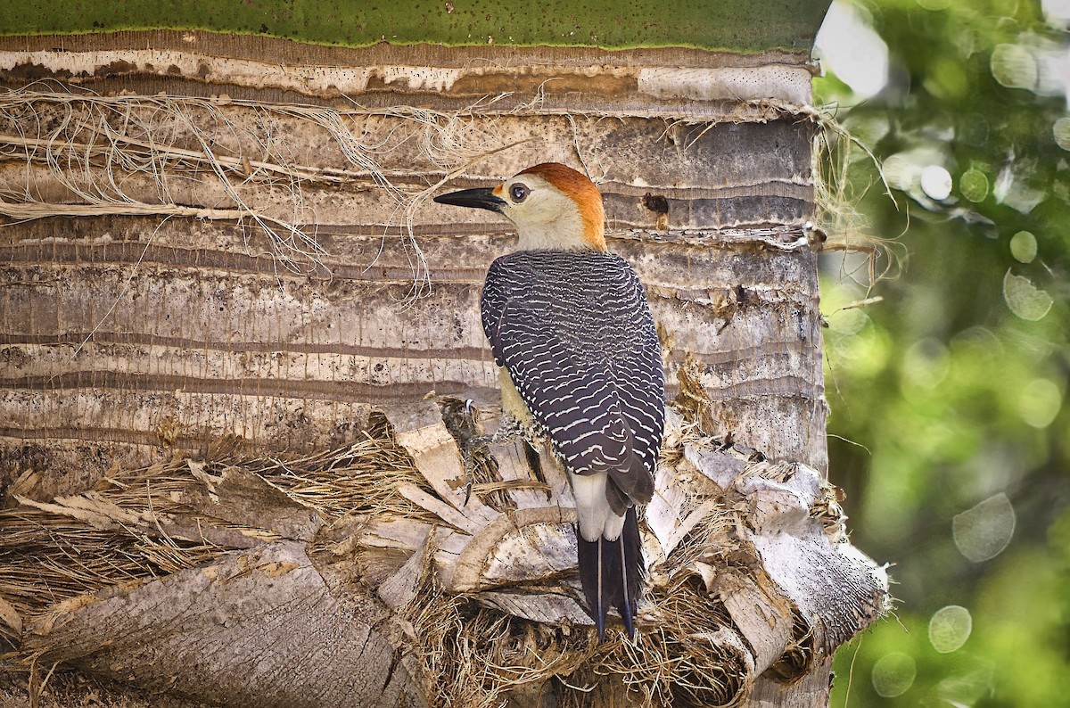 キバナシマセゲラ - ML646599883