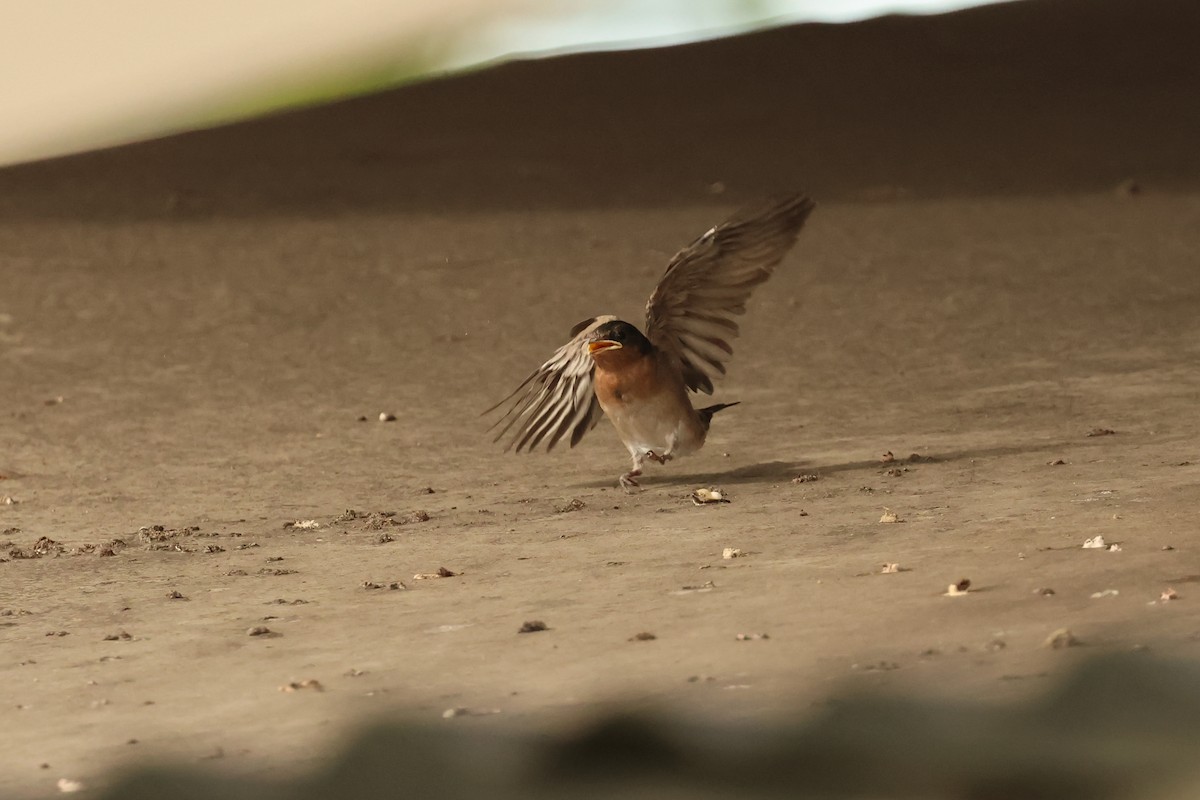 オーストラリアツバメ - ML646599888