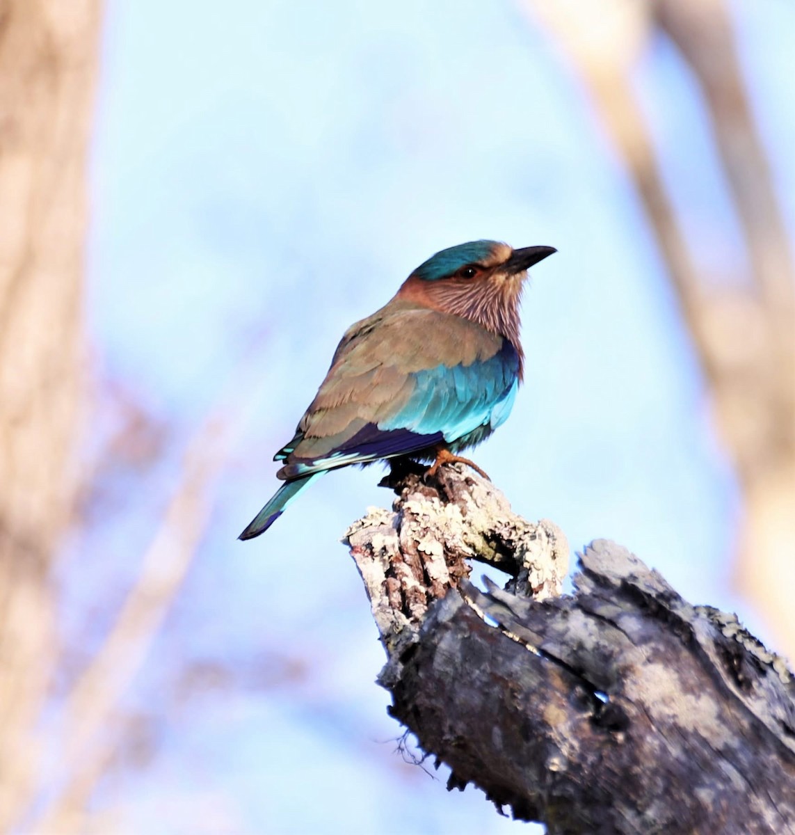 インドブッポウソウ - ML646599889