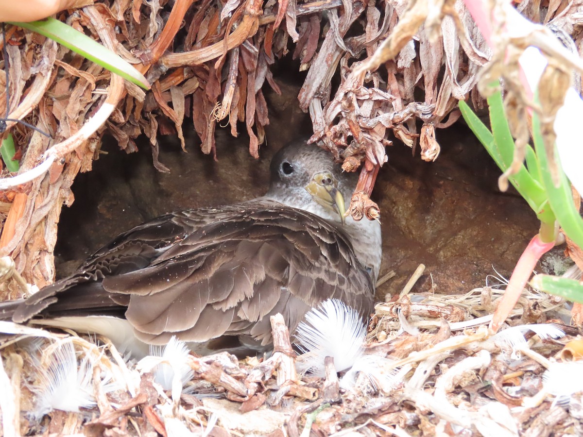 オニミズナギドリ - ML646599890