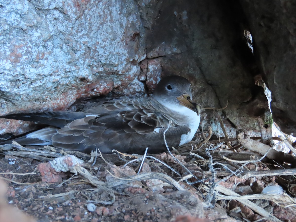 オニミズナギドリ - ML646599891