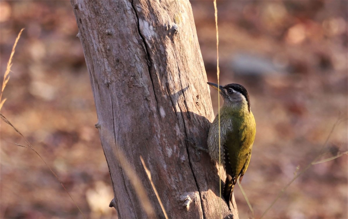 ムナフタケアオゲラ - ML646599892