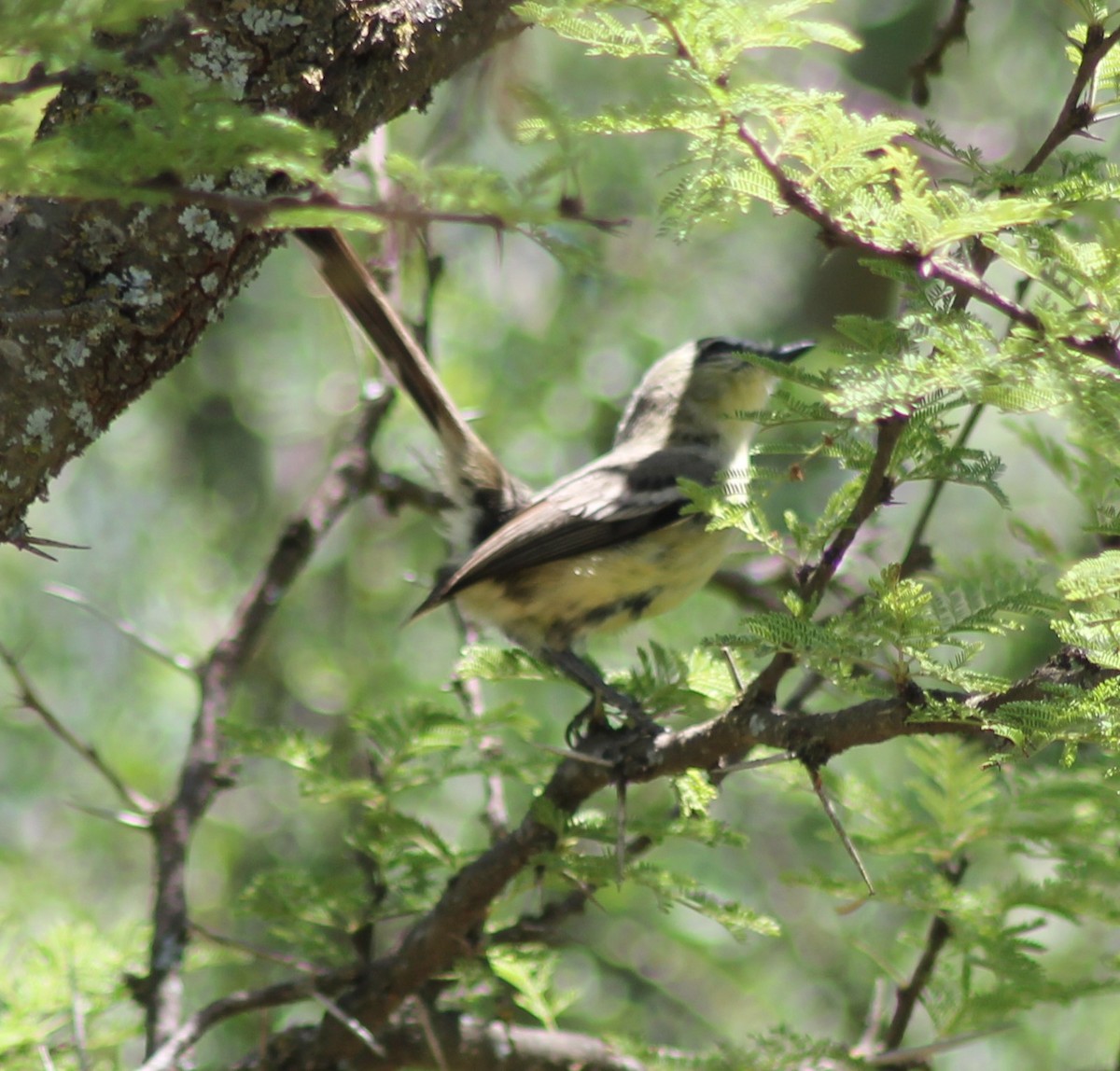 セキレイタイランチョウ - ML646599893