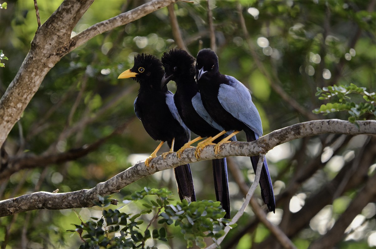 ユカタンヌレバカケス - ML646599894