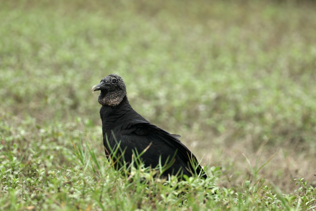 クロコンドル - ML646599895