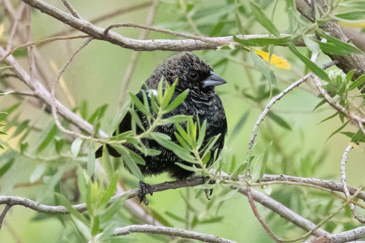 シコンヒワ - ML646599899