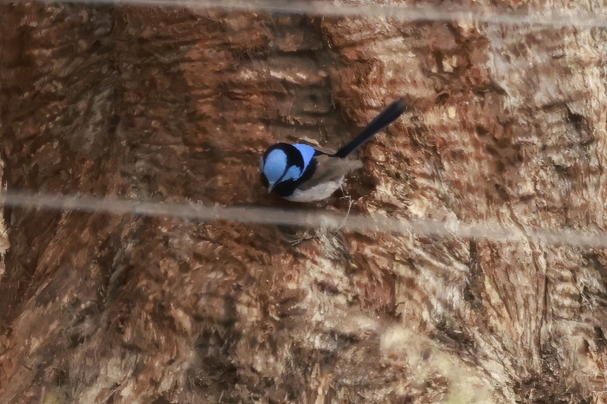 ルリオーストラリアムシクイ - ML646599900