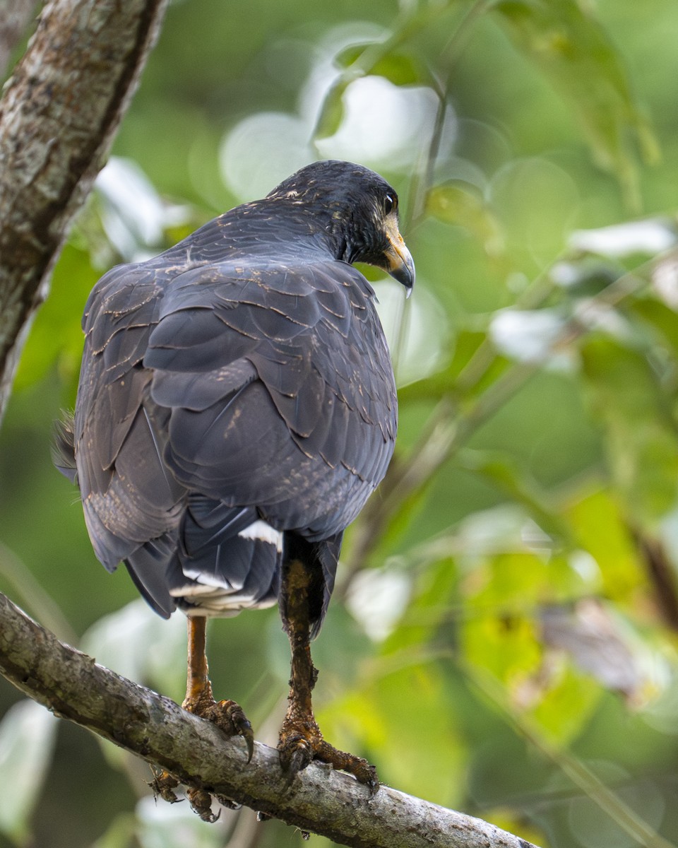 クロノスリ - ML646599901