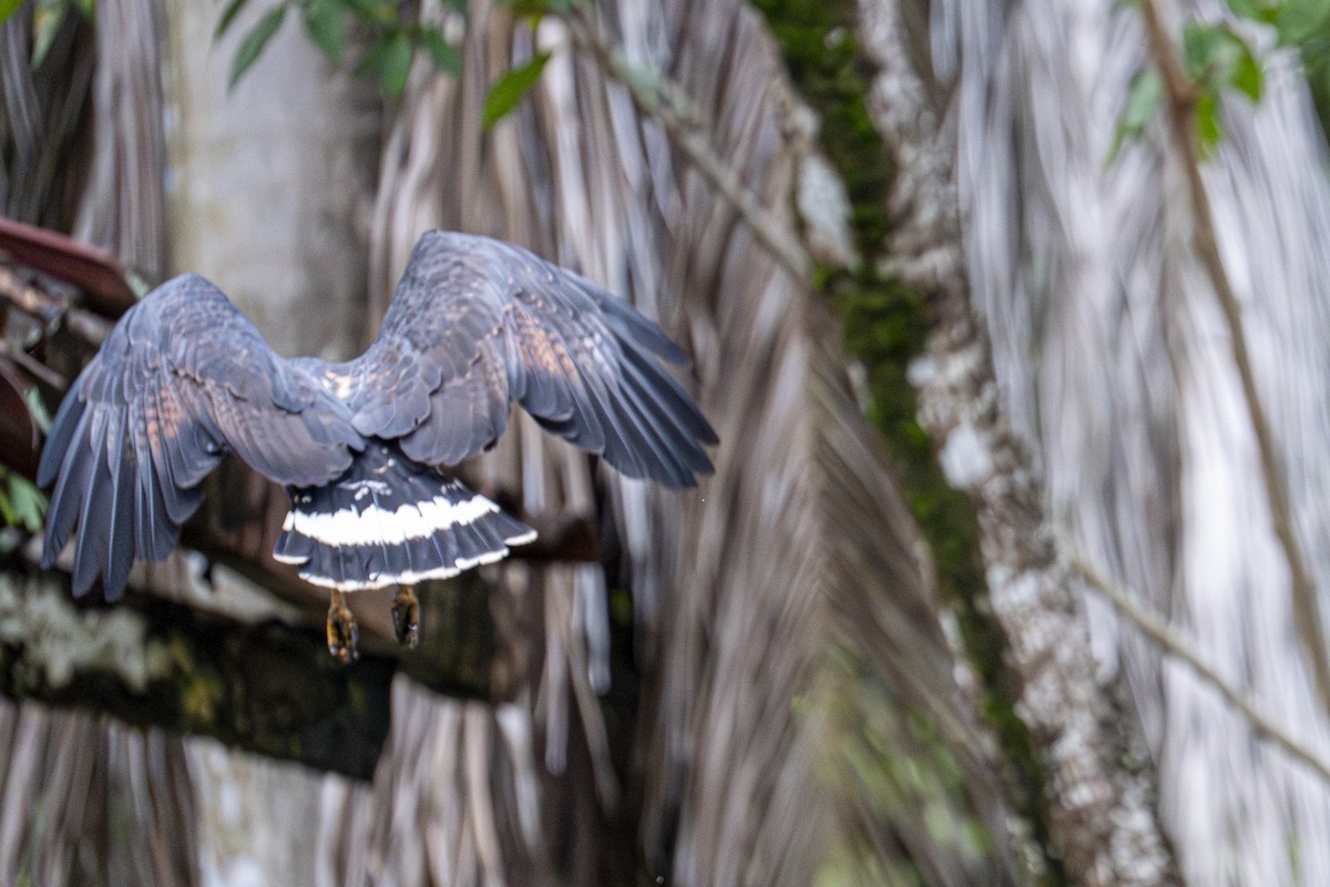 クロノスリ - ML646599902