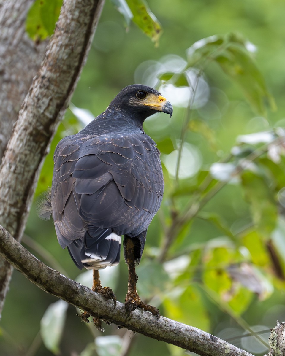 クロノスリ - ML646599903