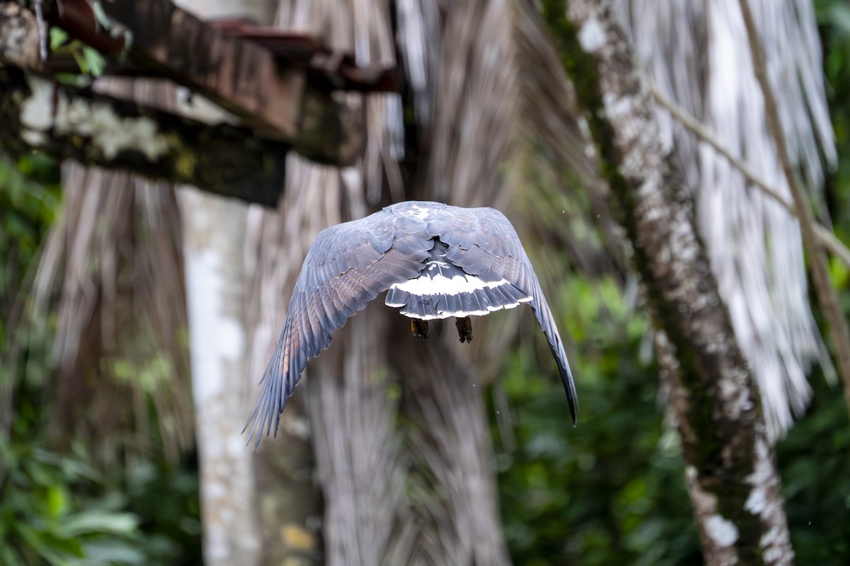 クロノスリ - ML646599904