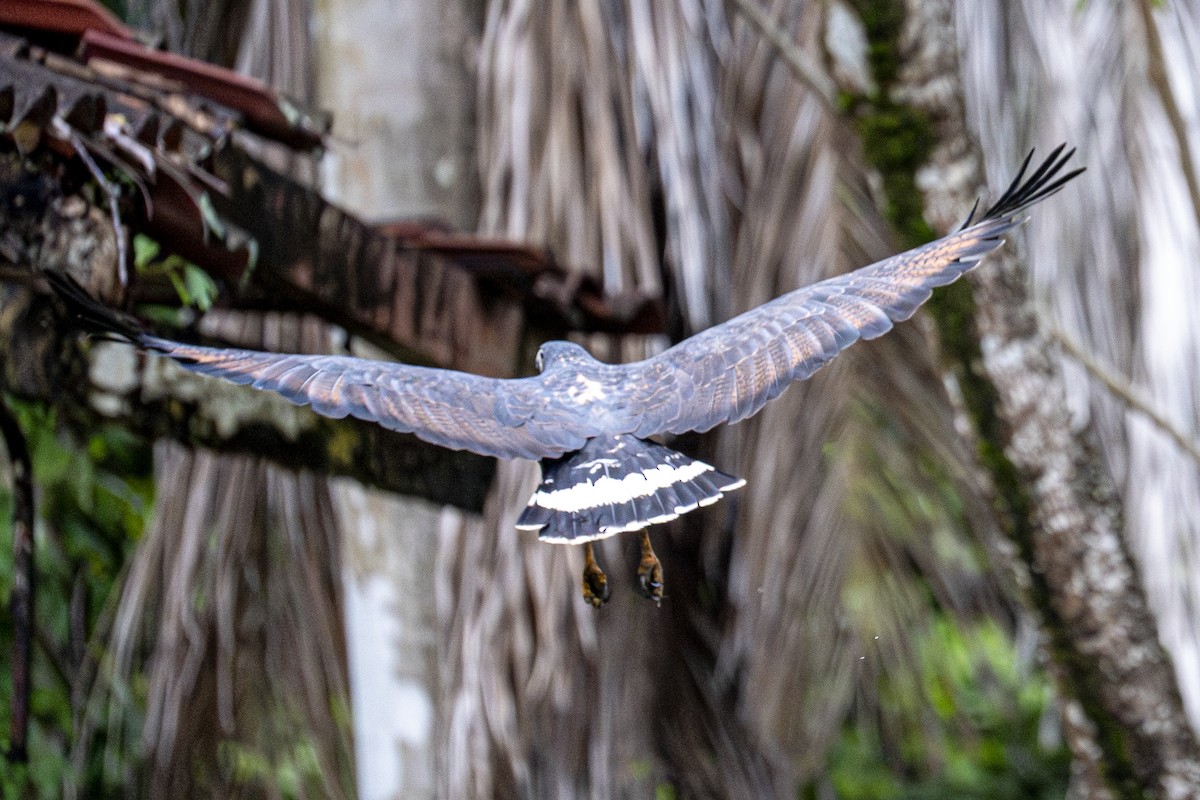 クロノスリ - ML646599905