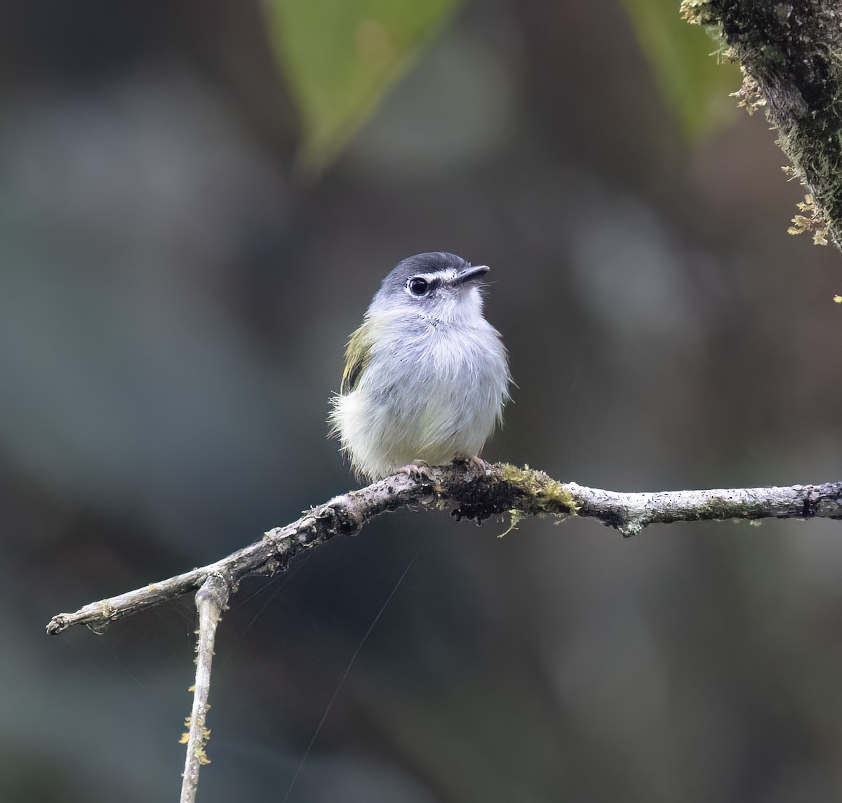 コビトタイランチョウ - ML646599909
