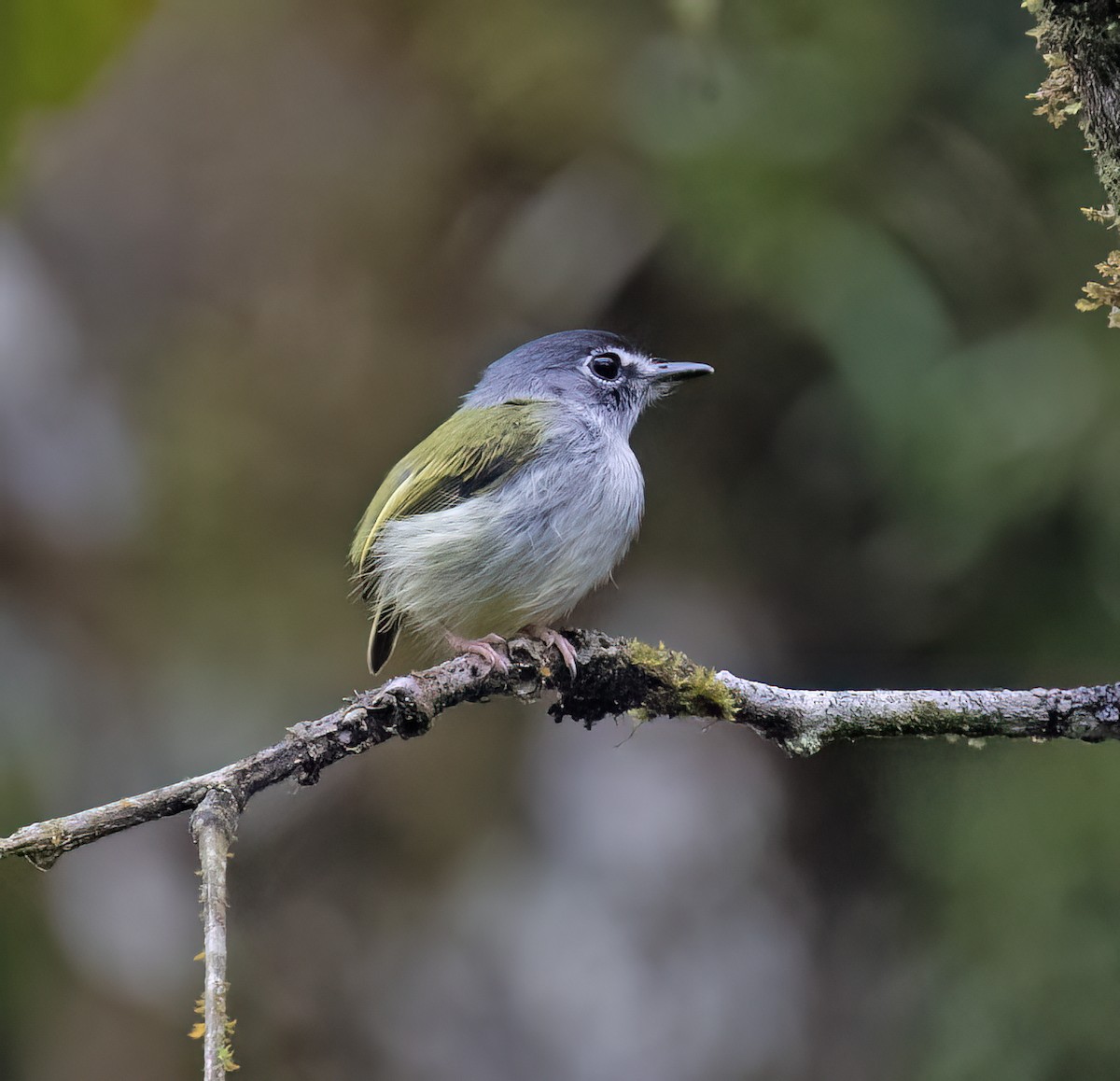 コビトタイランチョウ - ML646599910