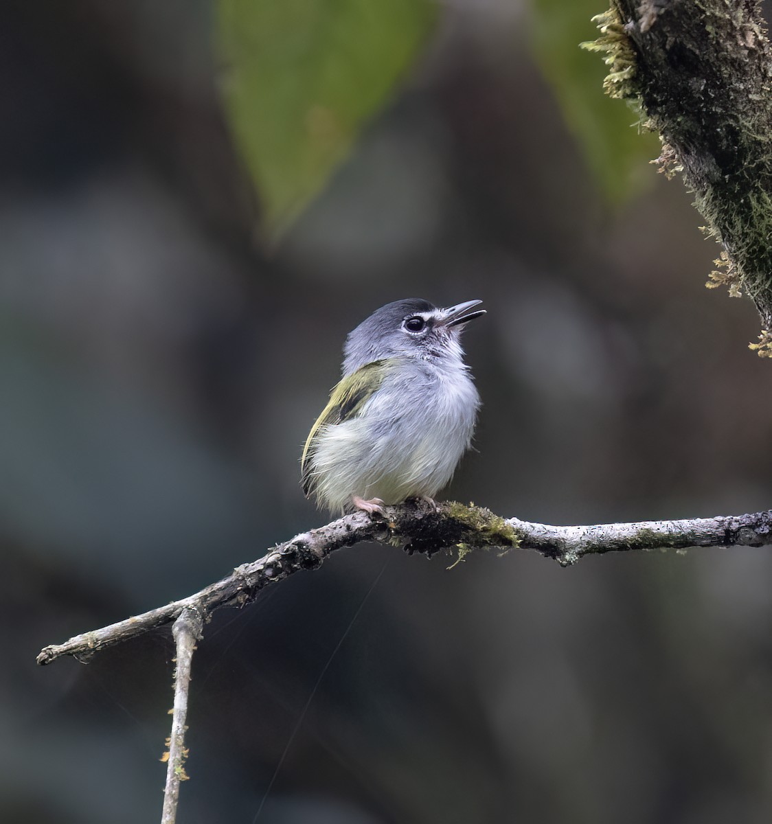 コビトタイランチョウ - ML646599911