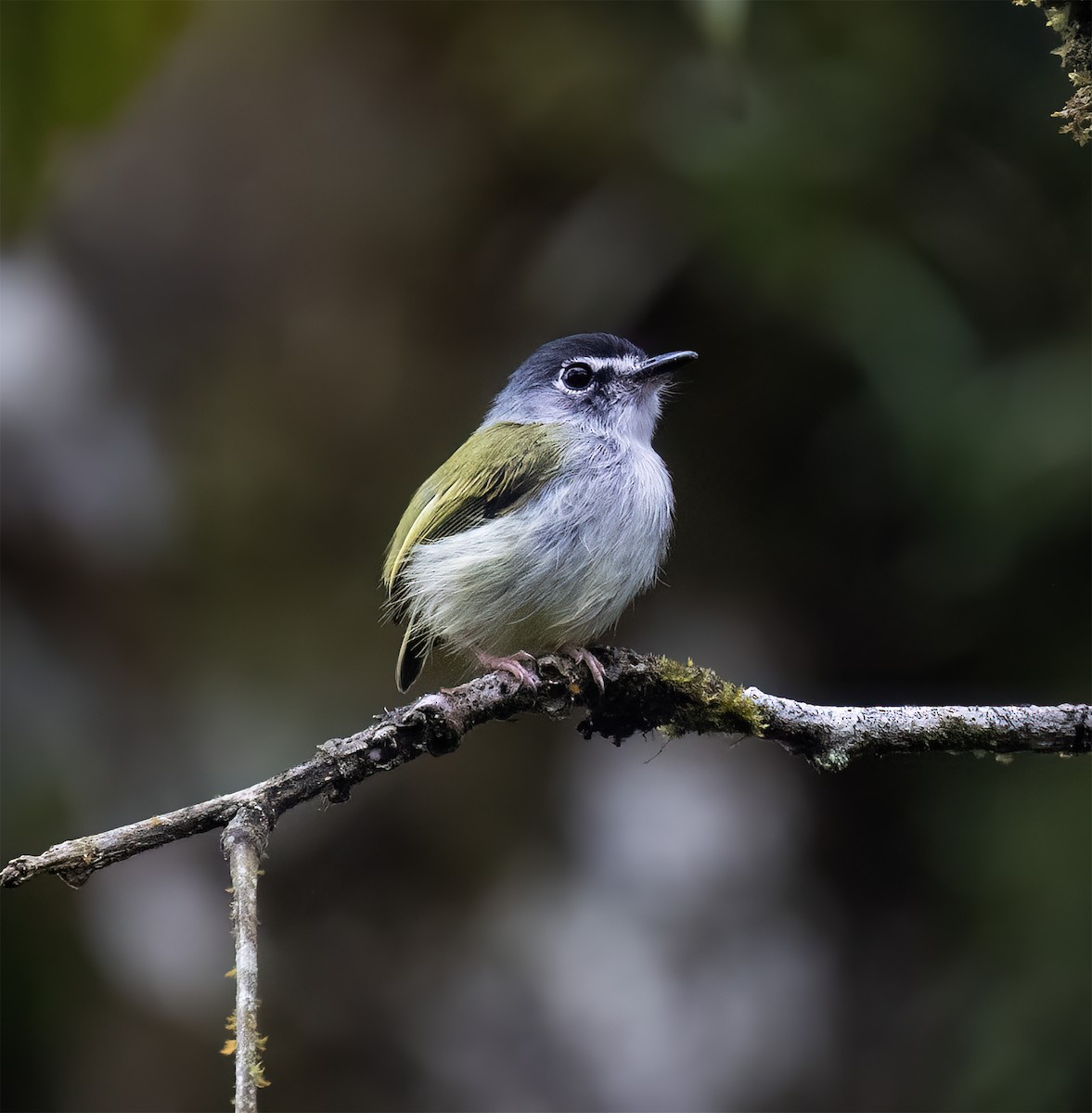 コビトタイランチョウ - ML646599912