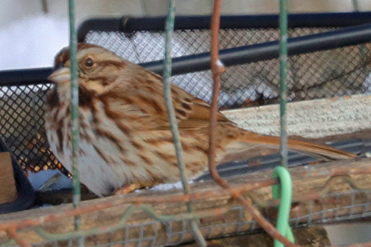 ウタスズメ - ML646599913