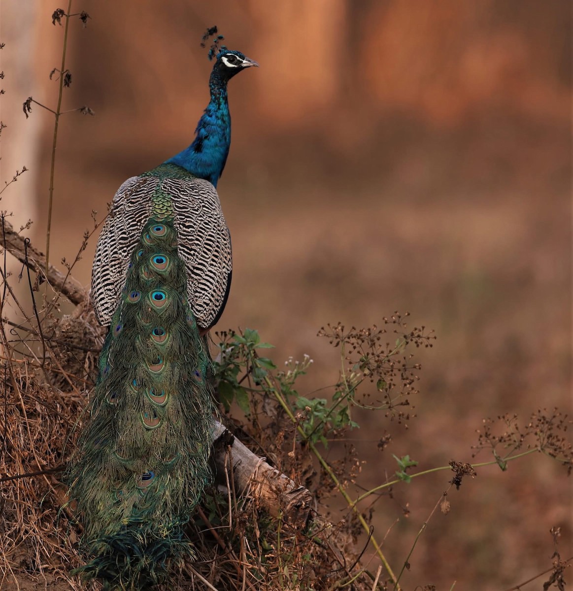 インドクジャク - ML646599914