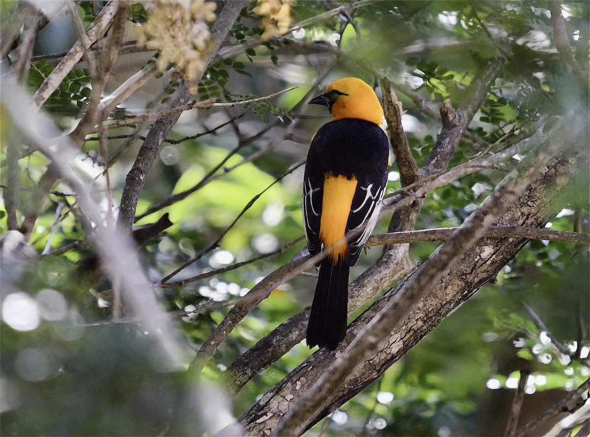 ムナグロムクドリモドキ - ML646599916