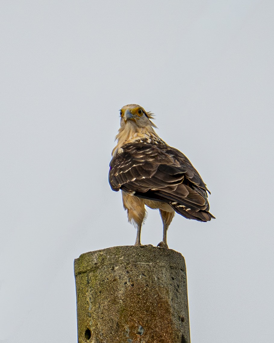 キバラカラカラ - ML646599918