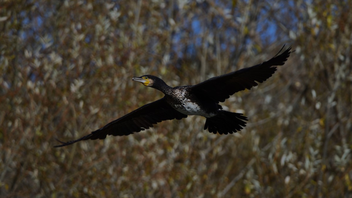 Great Cormorant - ML646599919