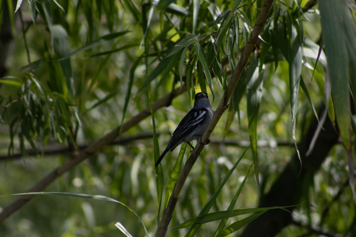 ハジロカザリドリモドキ - ML646599921