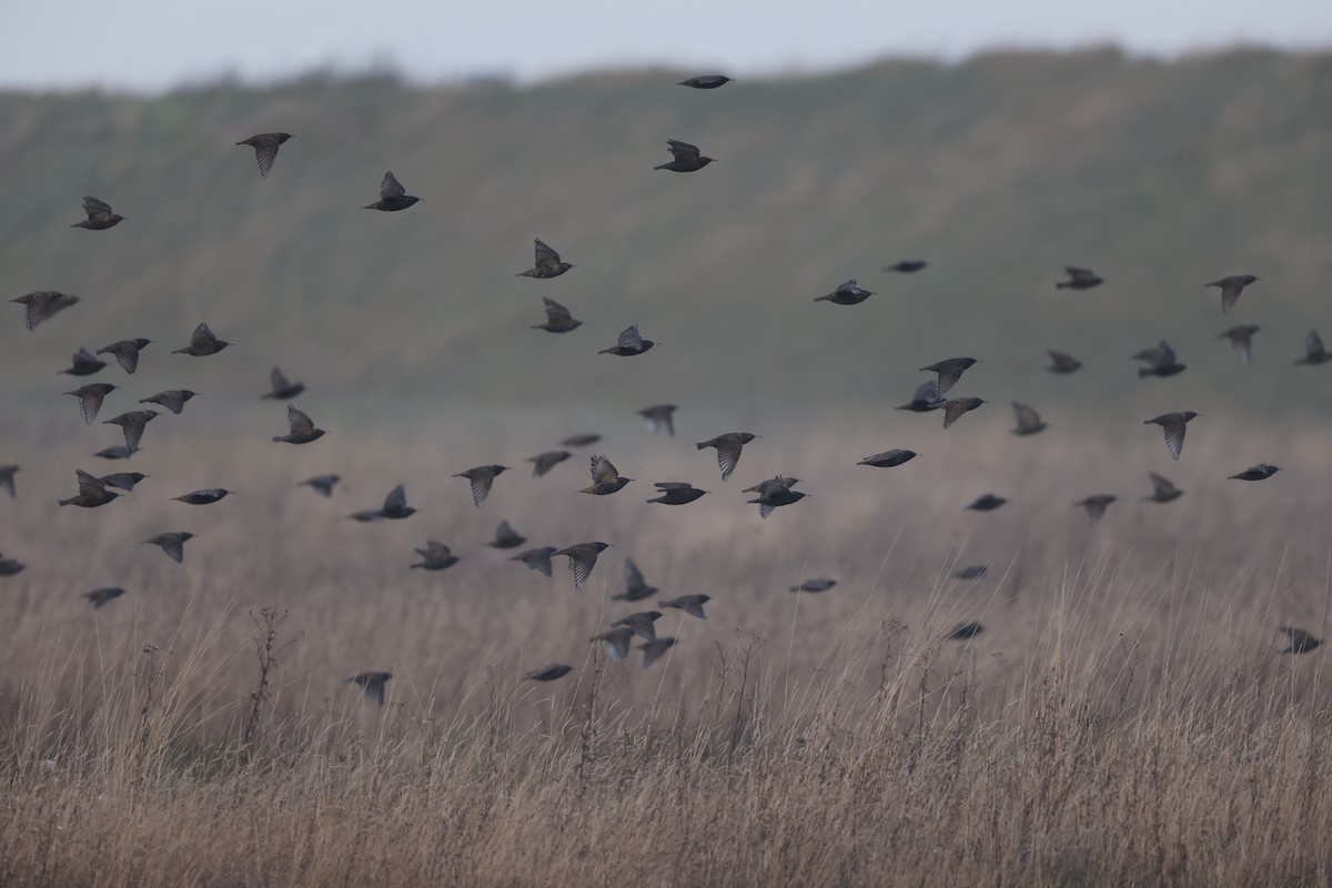 ホシムクドリ - ML646599925