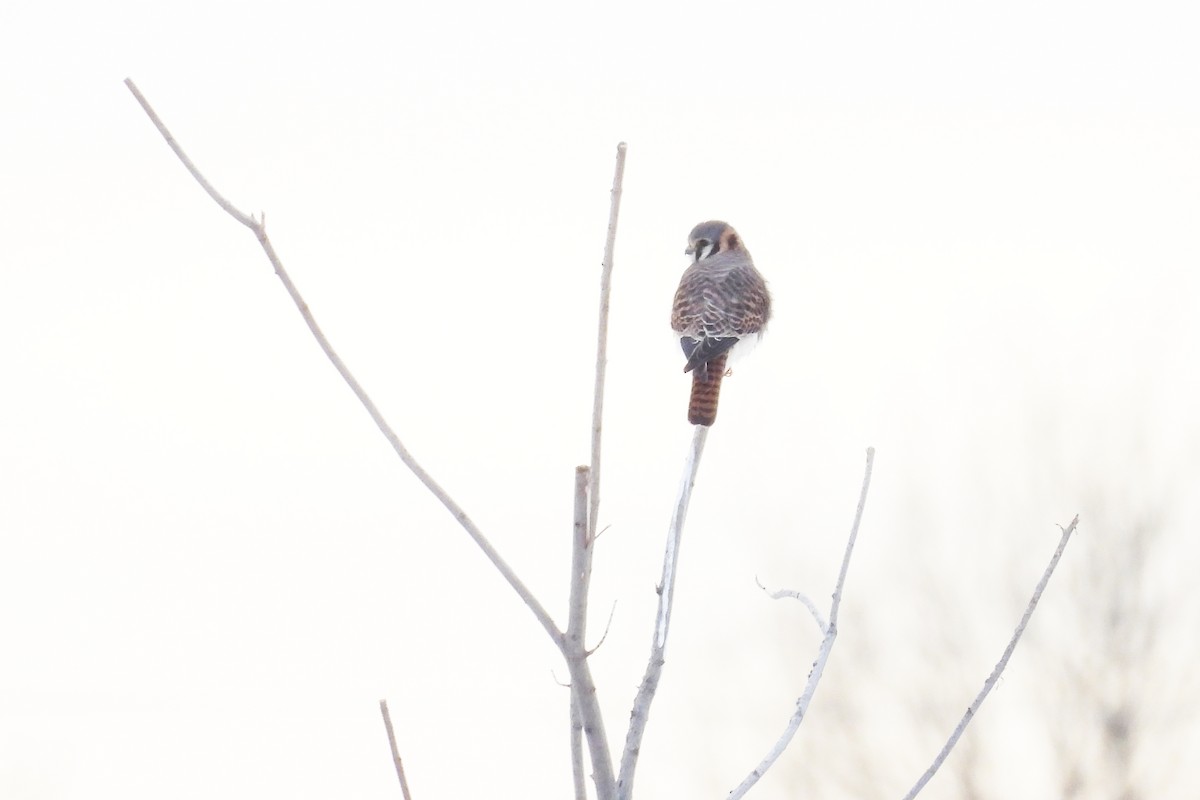 アメリカチョウゲンボウ - ML646599926