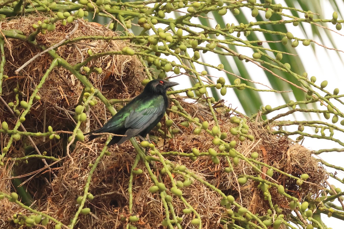 Metallic Starling - ML646599927
