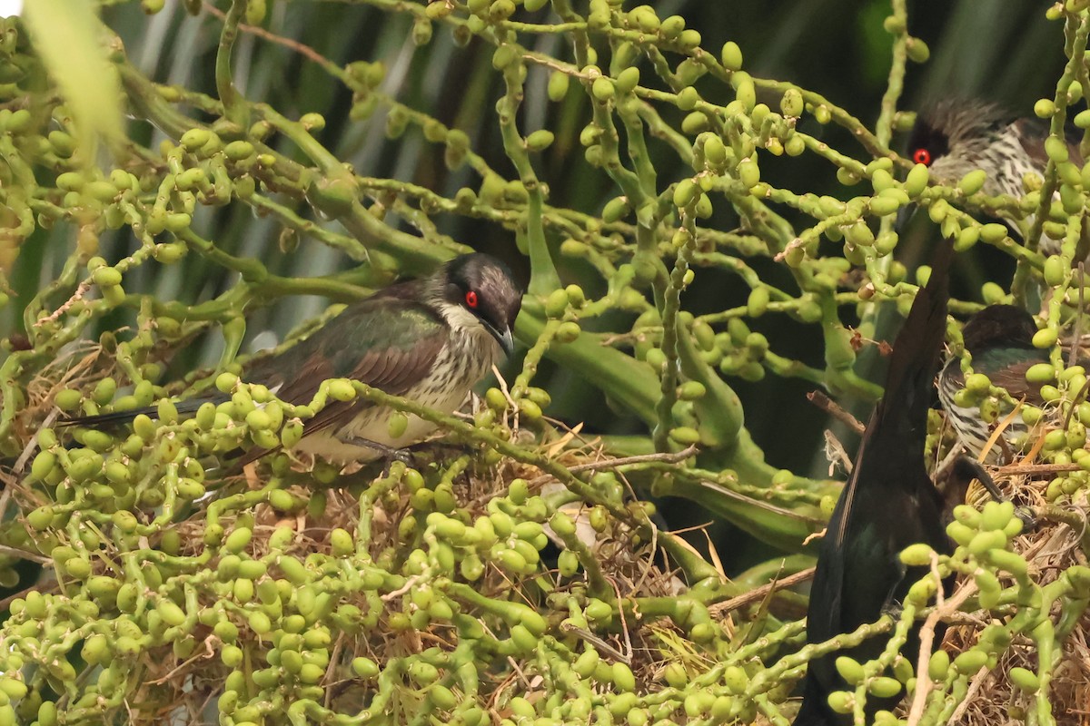 Metallic Starling - ML646599928