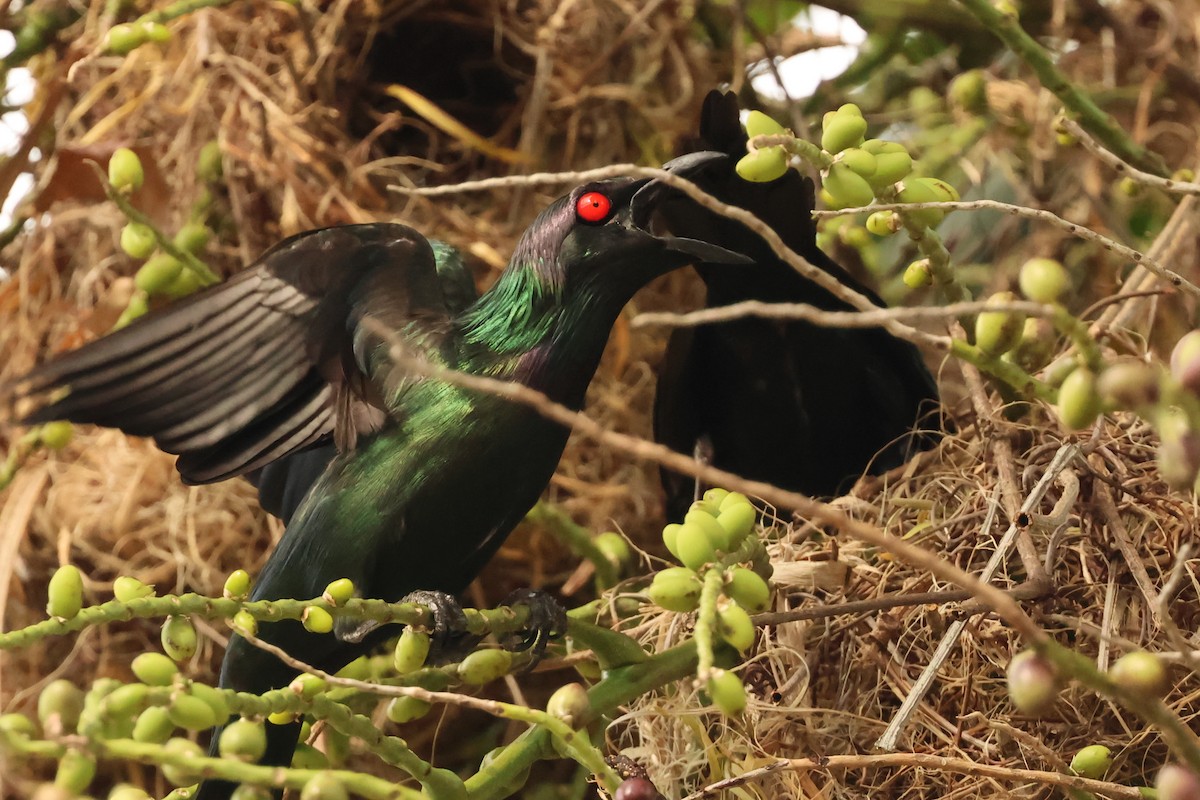 Metallic Starling - ML646599929