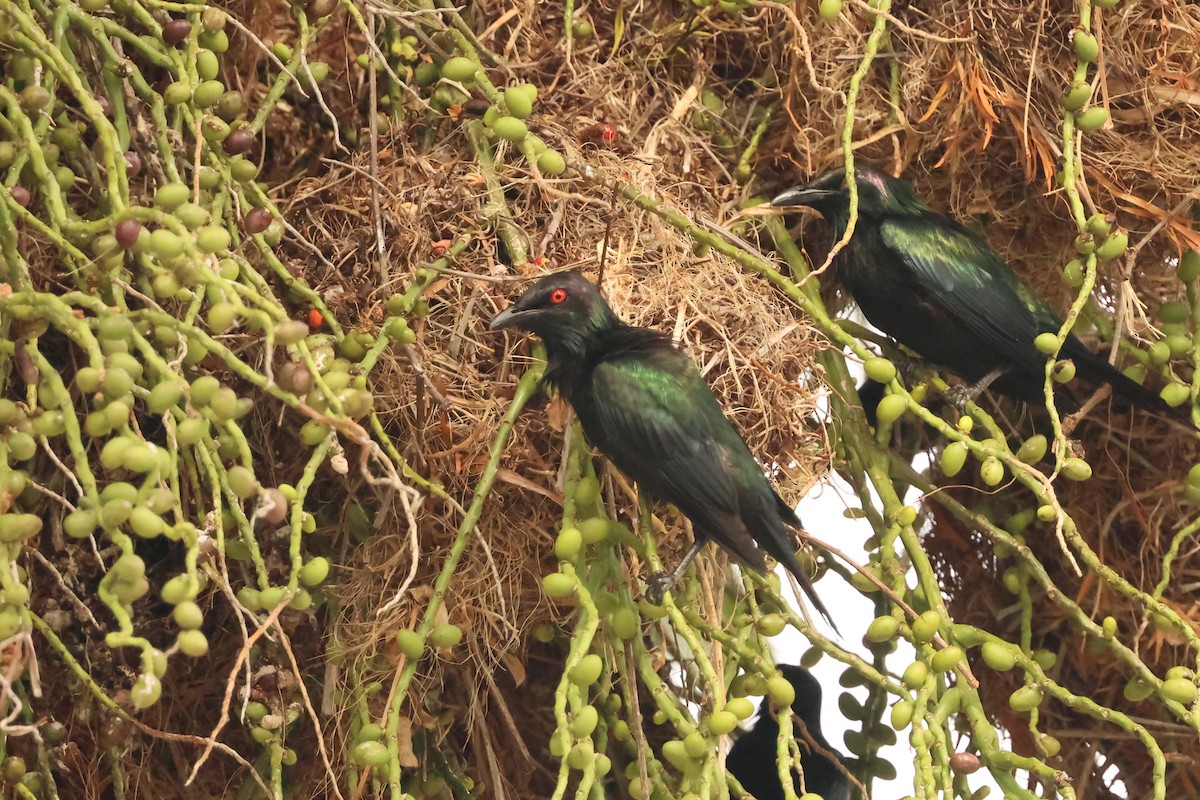 Metallic Starling - ML646599930