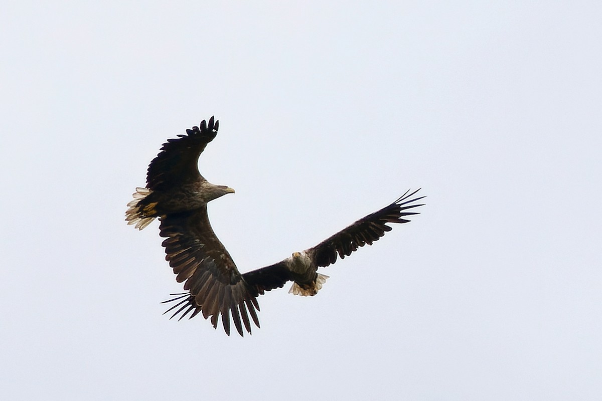 White-tailed Eagle - ML646599931