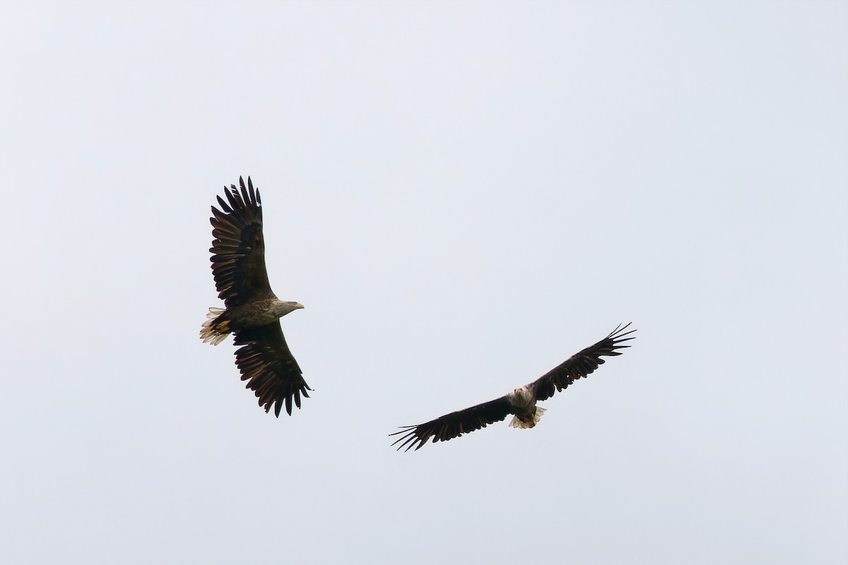 White-tailed Eagle - ML646599932