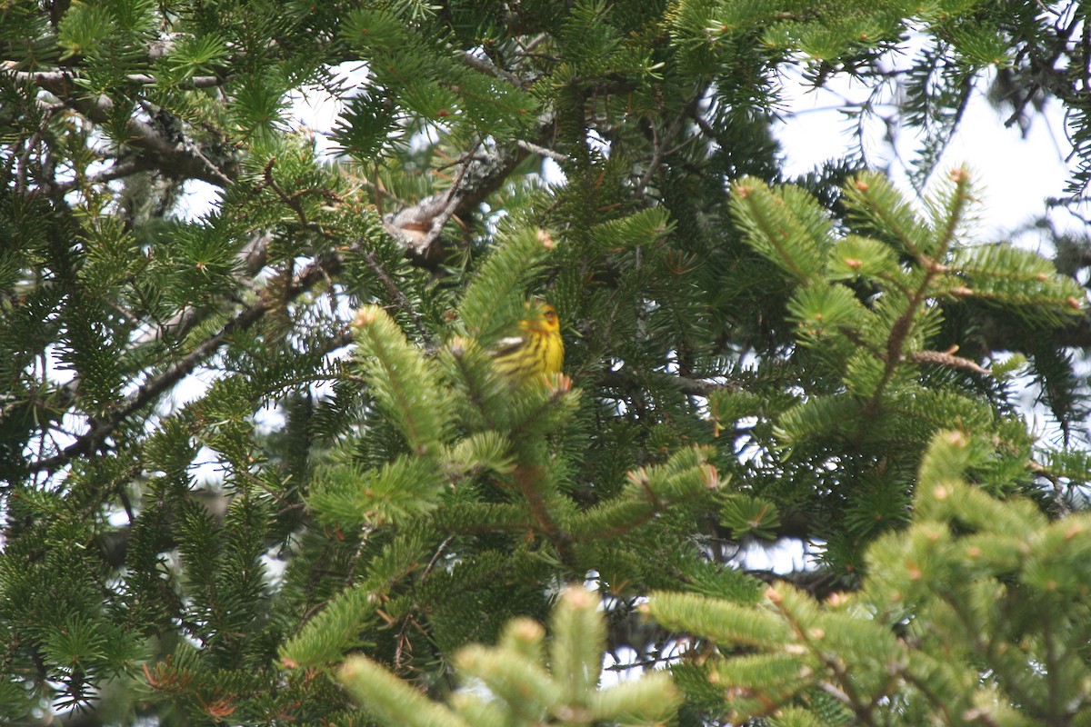 Cape May Warbler - ML646599941