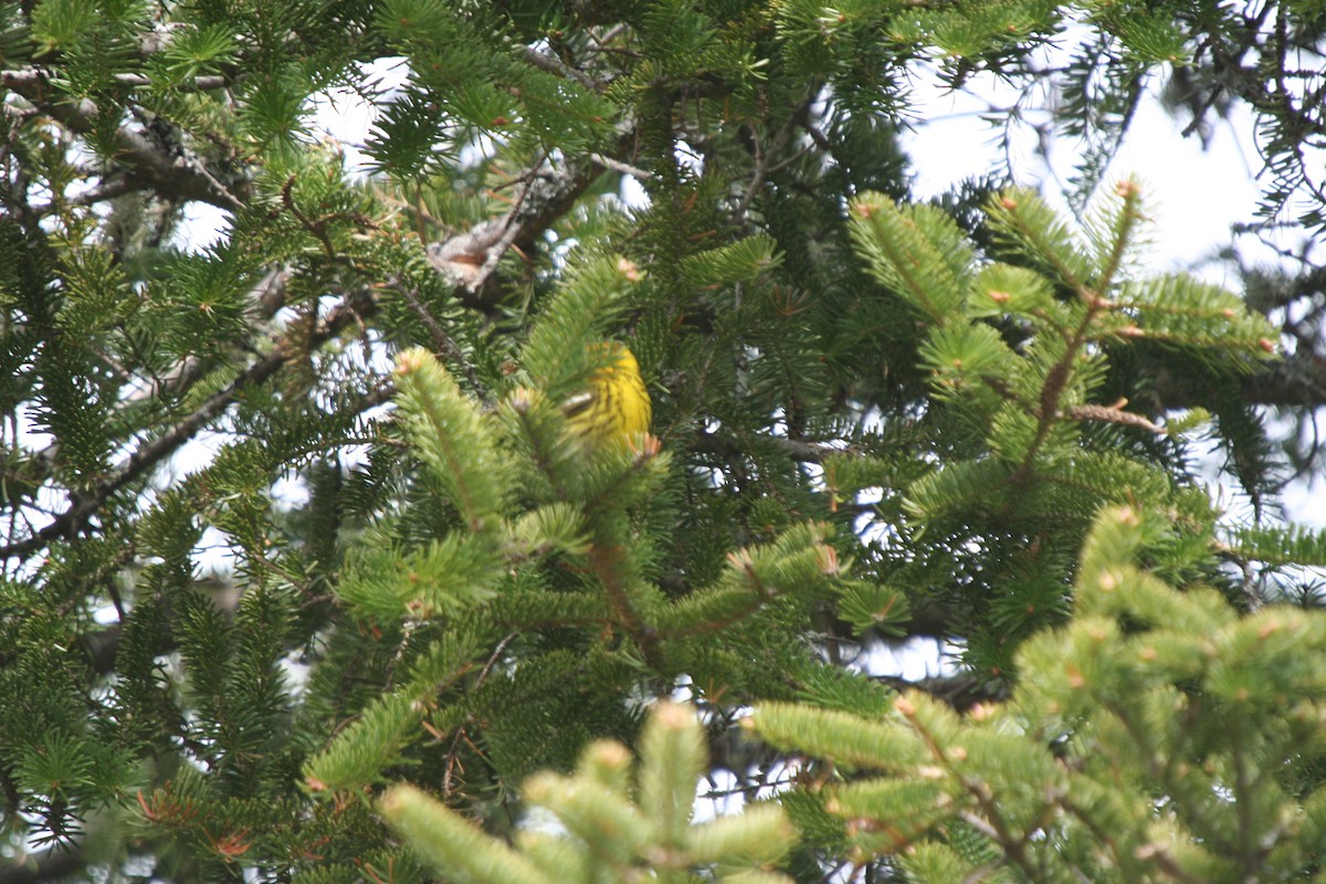 Cape May Warbler - ML646599942