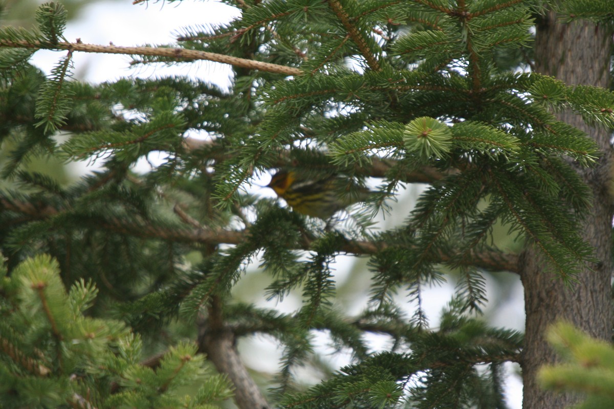 Cape May Warbler - ML646599943