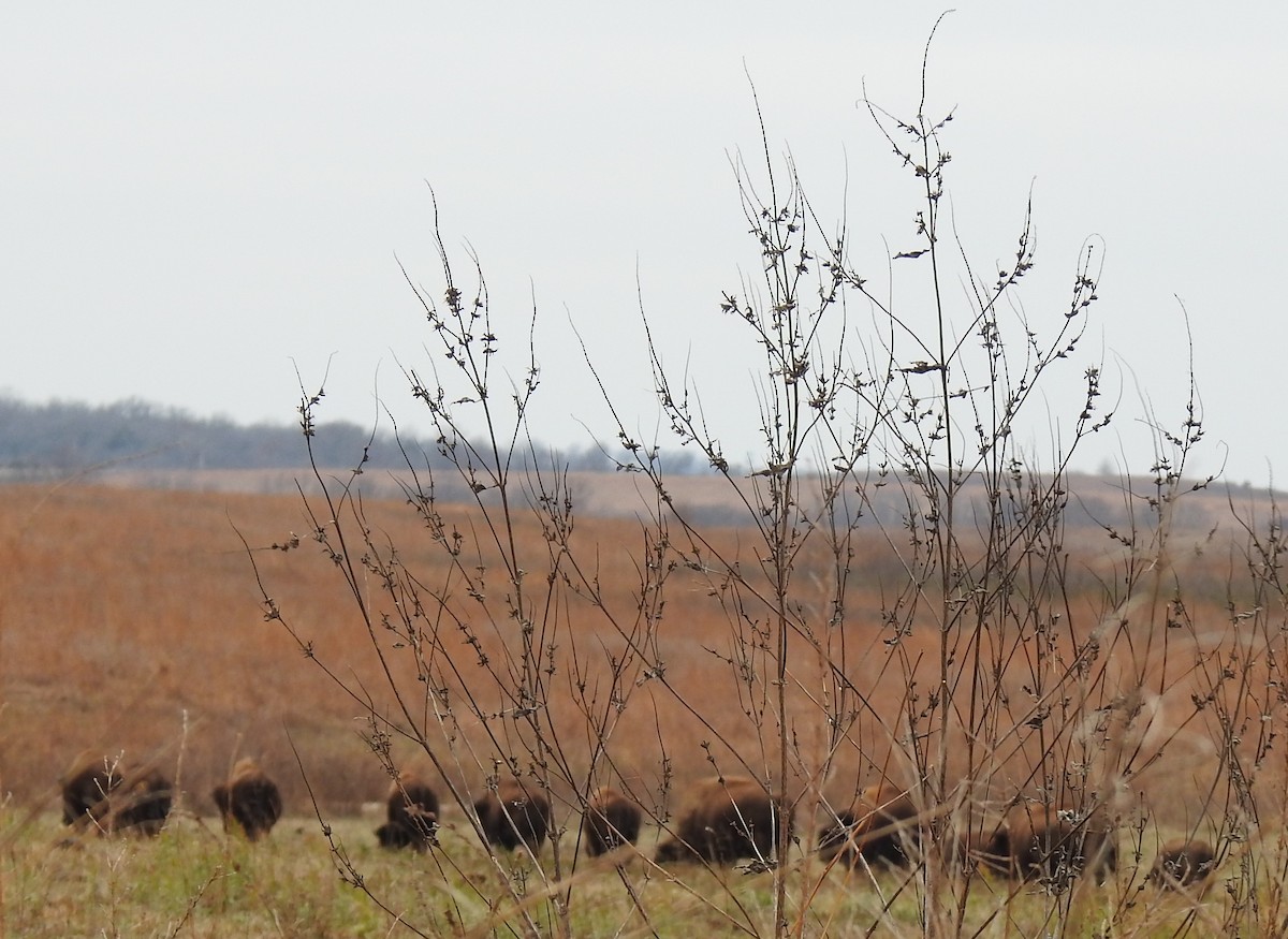 Animals - ML646599945