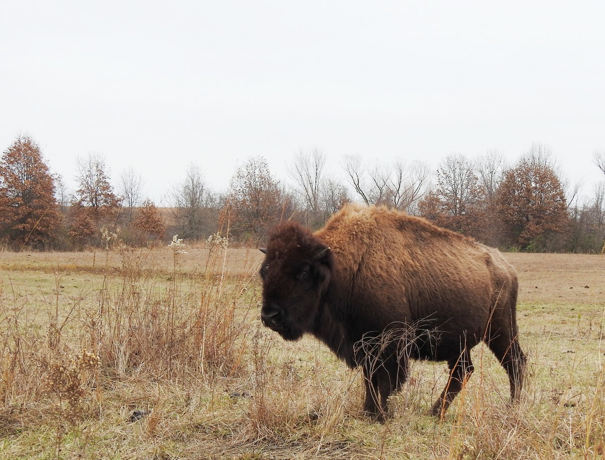 Animals - ML646599946