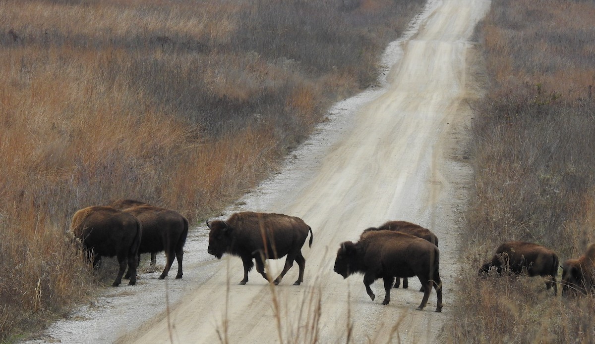 Animals - ML646599947