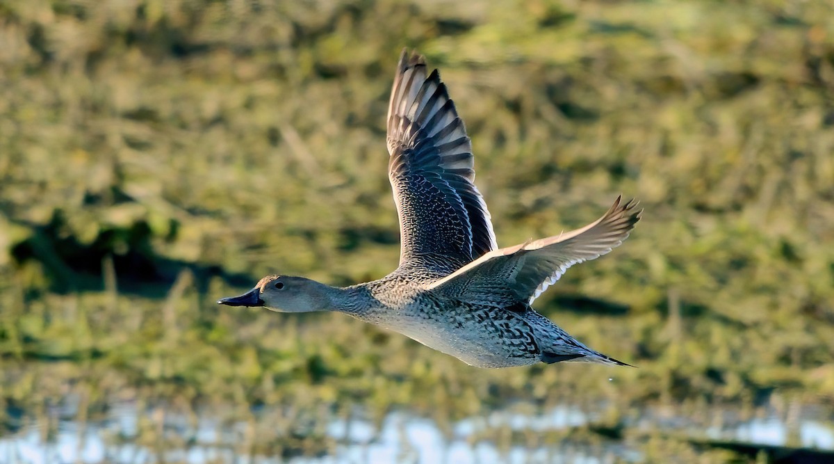 Ahate buztanluzea - ML646599948