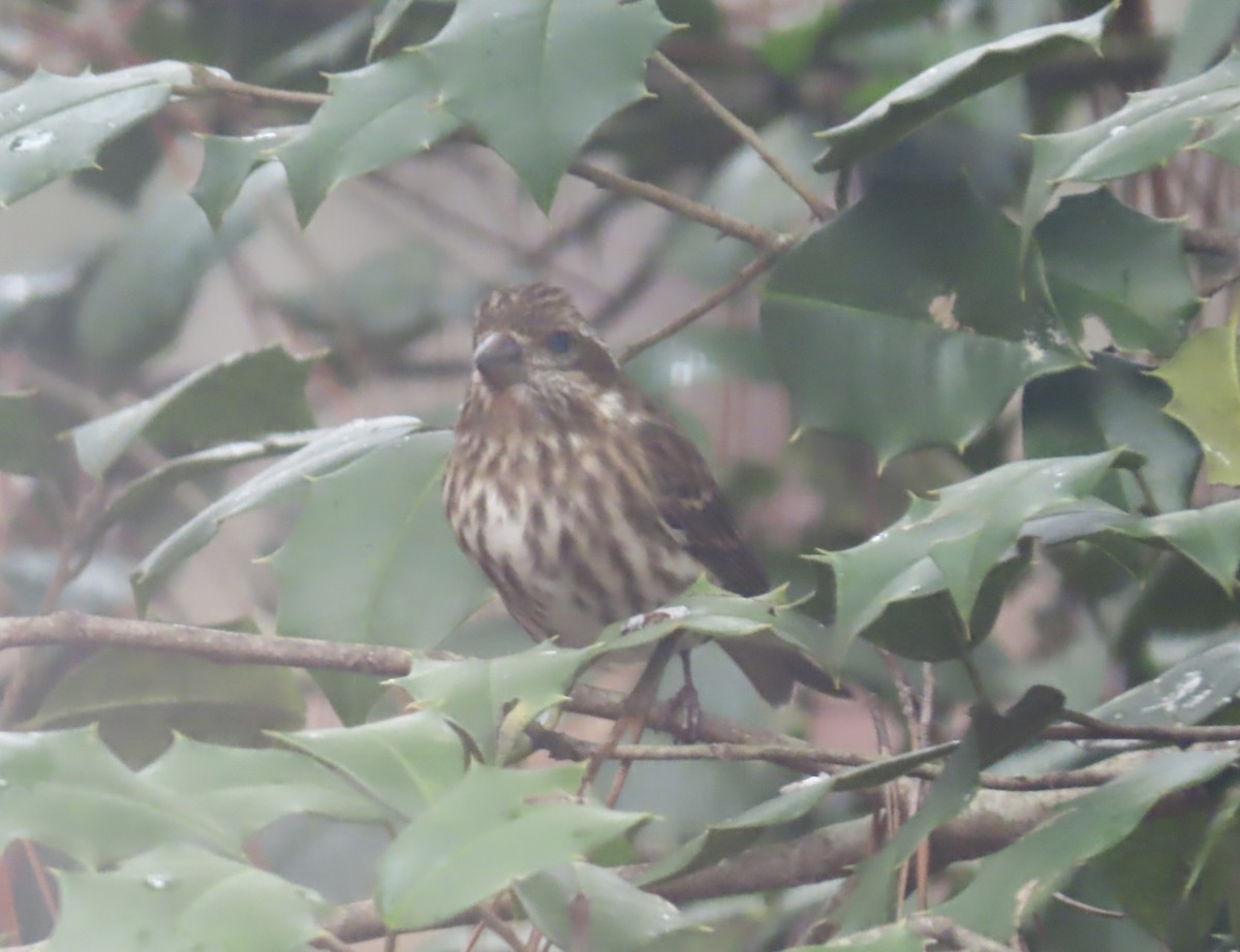 Purple Finch - ML646599950