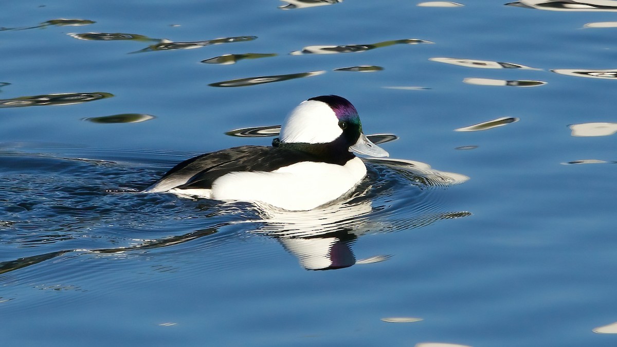 Murgilari buruzuria - ML646599952