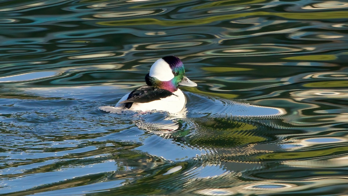 Murgilari buruzuria - ML646599953