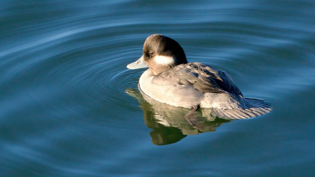 Murgilari buruzuria - ML646599954