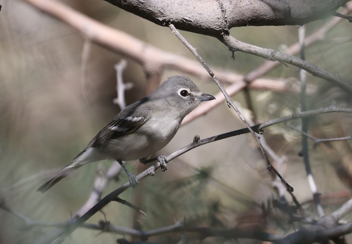 Plumbeous Vireo - ML646599956