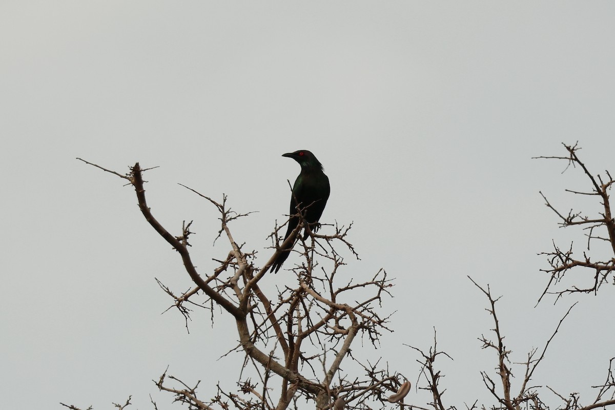 Metallic Starling - ML646599966